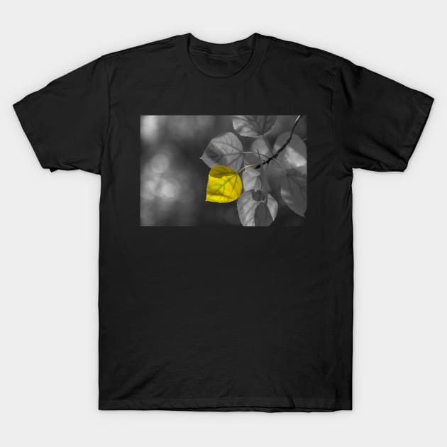 Golden Leaf T-Shirt by jvnimages